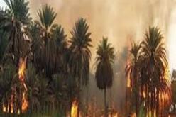 إنقاذ ما يفوق 70 هكتارا من القمح الصلب وأشجار مثمرة في حريقين منفصلين بقالمة