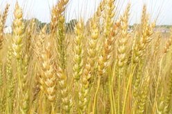 تعاونية الحبوب والبقول الجافة تستقبل 760 ألف قنطار من الحبوب بمعسكر