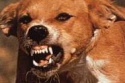 6 حالات للحمى المالطية وحالتين لداء اللكلب منذ بداية السنة