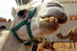جنود ماليون يطبخون جمل الرئيس الفرنسي ويأكلونه