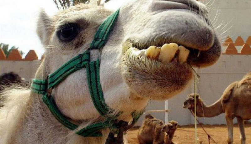 جنود ماليون يطبخون جمل الرئيس الفرنسي ويأكلونه