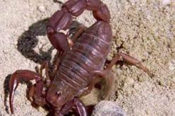 تسجيل 336 حالة تسمم عقربي منذ بداية السنة الجارية بولاية النعامة