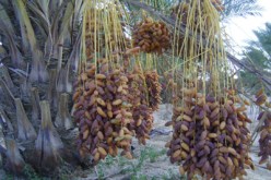 مبادرة ببسكرة لتثمين التمور ذات السعر المتدني ضمن شراكة جزائرية ألمانية