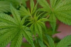 حجز أكثر من 157 طن من القنب الهندي في الجزائر 2012