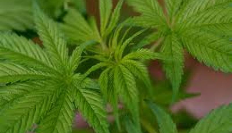 حجز أكثر من 157 طن من القنب الهندي في الجزائر 2012