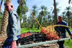 26 الف مستفيد من اراضي زراعية مهديدن بسحبها منهم