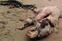 العثور على مخلوق غريب في استراليا