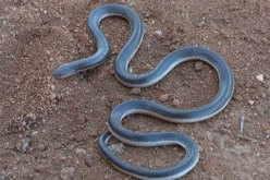 ثعبان يثير مخاوف السكان في البليدة