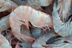 زيارة وفد من الخبراء الكوريين في مجال تربية الجمبري الى الجزائر