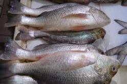 إحياء العيد التقليدي للسمك بعد غد الخميس بجيجل