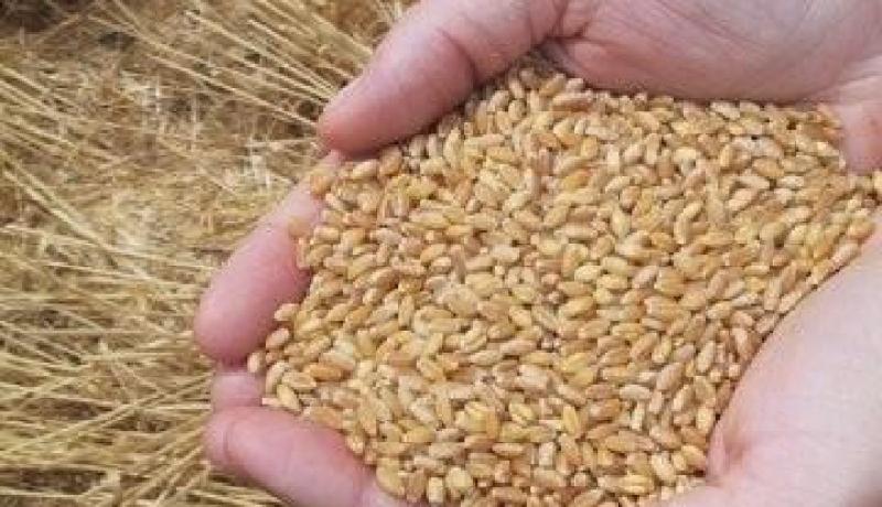 جمع 73 ألف قنطار من الحبوب بولاية غرداية