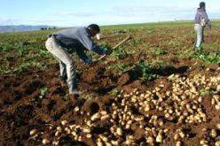 43% من الفلاحين تحصلوا على عقود الامتياز