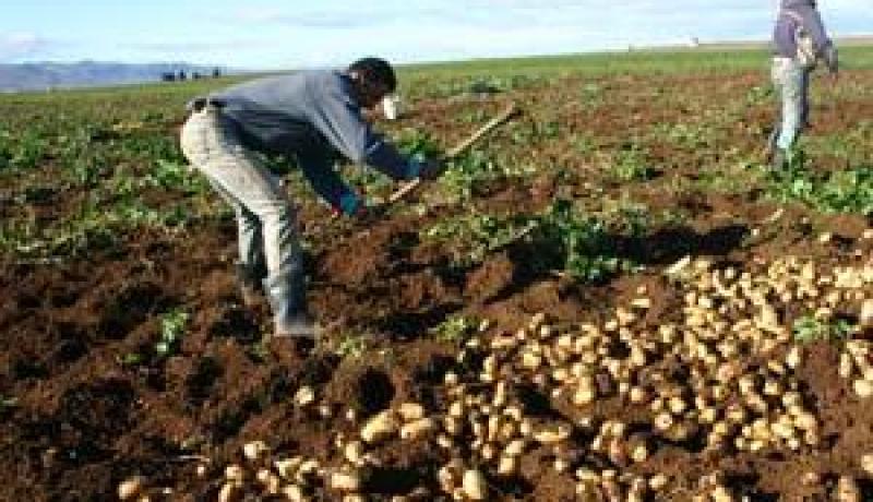 43% من الفلاحين تحصلوا على عقود الامتياز