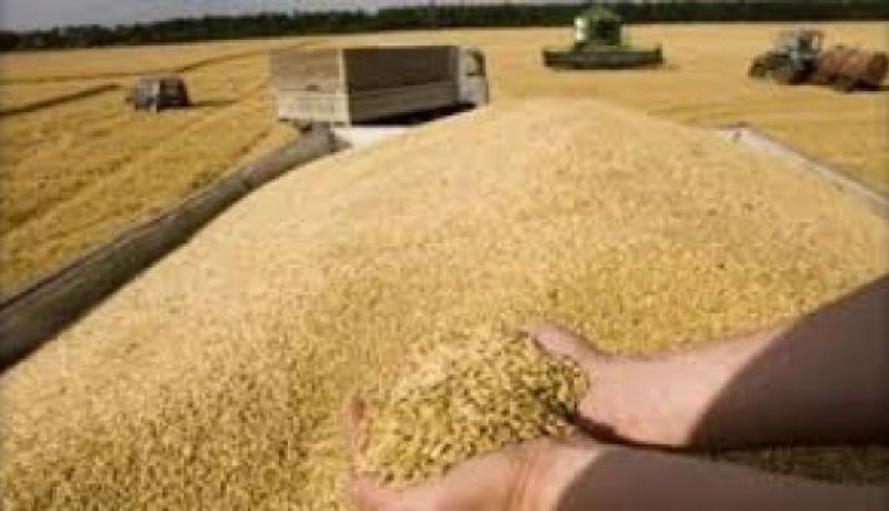 استقرار هذه السنة في فاتورة استراد الحبوب و انتاجه