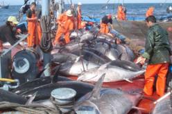 وضع 5 عناصر مهيكلة من أجل تنمية قطاع الصيد البحري