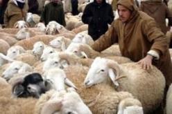 مربو المواشي والتجار بالجلفة يفرضون امرهم