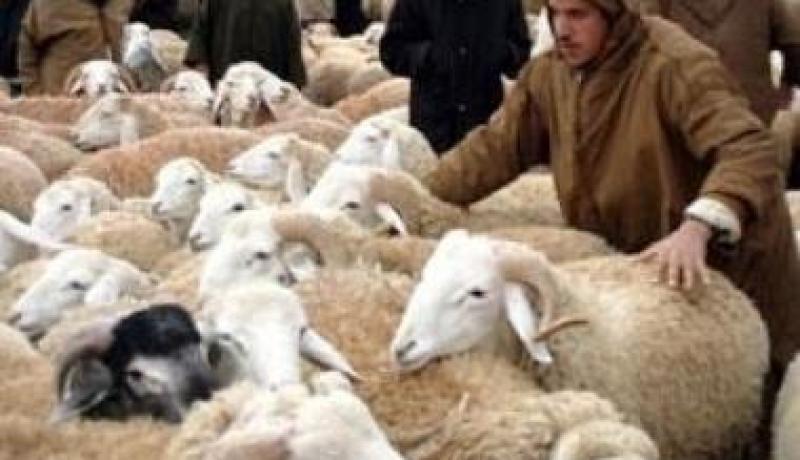 مربو المواشي والتجار بالجلفة يفرضون امرهم
