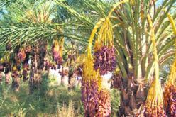 عبد المالك سلال يعاين وحدة لتوظيب التمور بقمار بولاية الوادي