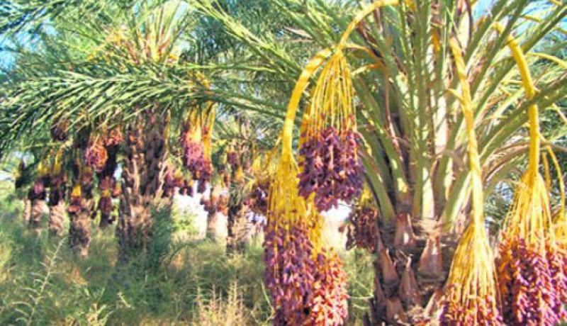عبد المالك سلال يعاين وحدة لتوظيب التمور بقمار بولاية الوادي