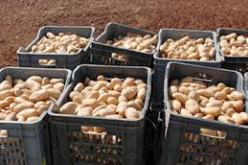 إرتفاع في كمية إنتاج مادة البطاطا و نقص في غرف التبريد