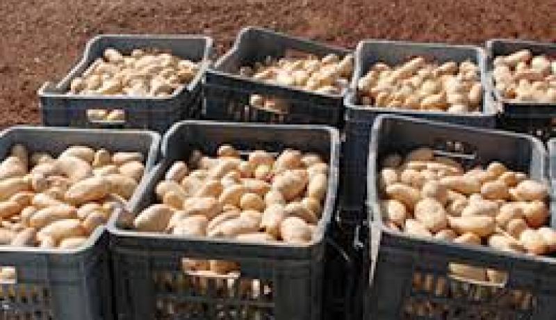 إرتفاع في كمية إنتاج مادة البطاطا و نقص في غرف التبريد