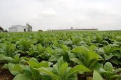 توقع تراجع ملحوظ في المساحات المخصصة لزراعة التبغ بأم البواقي