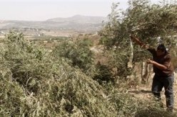 مستوطنون يهود يقطعون أكثر من ألف شجرة زيتون شرق نابلس بالضفة الغربية