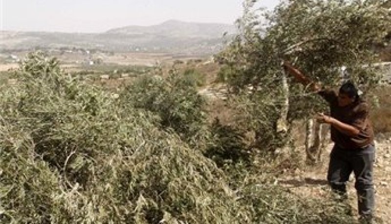 مستوطنون يهود يقطعون أكثر من ألف شجرة زيتون شرق نابلس بالضفة الغربية