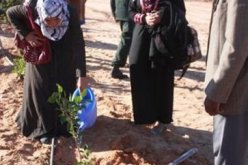 رصد 6 ملايين دج لإعادة الإعتبار للأحزمة الخضراء بولاية ورقلة