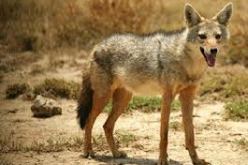 إنقاذ عائلة من مخالب ابن آوى نوع من الثعالب بمدينة البرواقية ولاية المدية