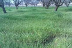 برمجة تصنيف 182 مساحة خضراء عبر بلديات ولاية المسيلة