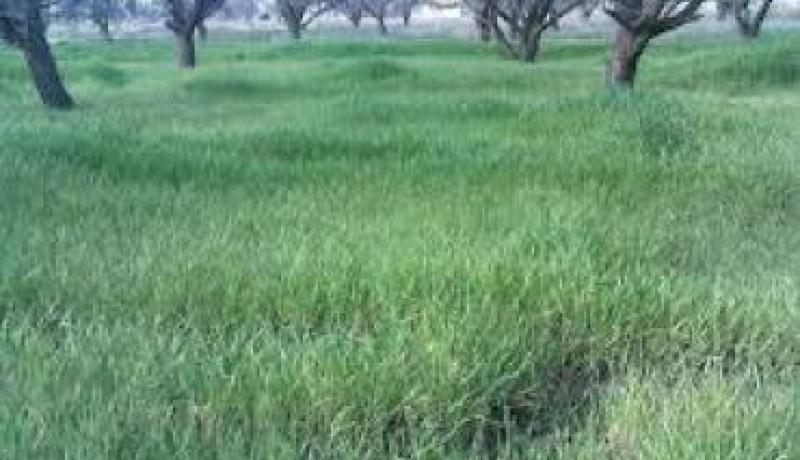 برمجة تصنيف 182 مساحة خضراء عبر بلديات ولاية المسيلة