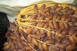 إفشال محاولة تهريب أكثر من 8000 كلغ من التمور من تلمسان إلى المغرب