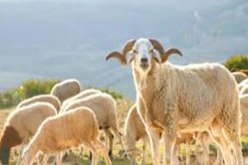 الدرك الوطني يطيح بعصابتين خطيرتين مختصتين في سرقة المواشي بباتنة