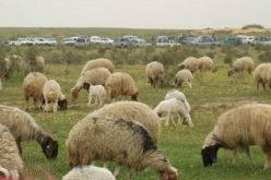 سرقة أكثر من 100 رأس من الماشية في الأغواط