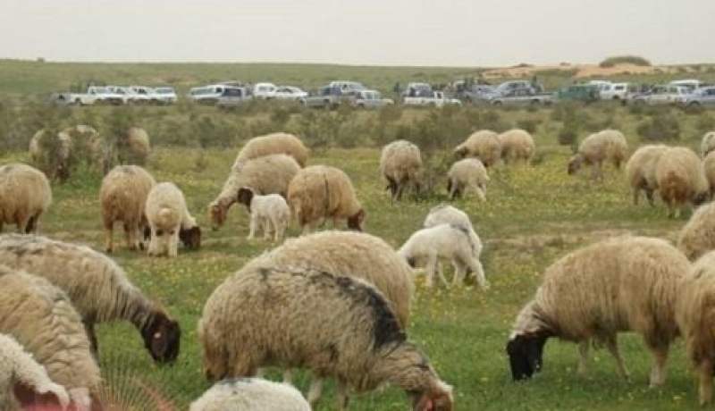 سرقة أكثر من 100 رأس من الماشية في الأغواط