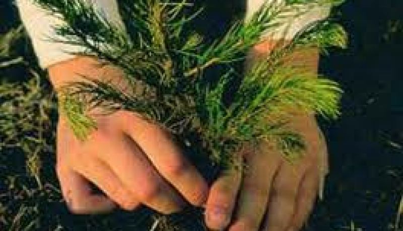 تشجير نحو 440 هكتار خلال هذه السنة في إطار مكافحة التصحر بالنعامة