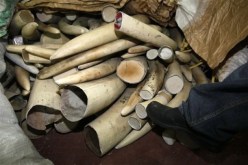 الدرك الوطني يضع حدا لعصابة تروج مادة العاج بالمسيلة