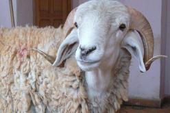 منحى تنازلي في سعر أضحية العيد بالطارف