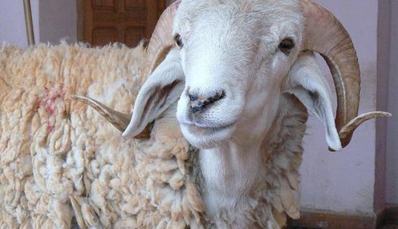 منحى تنازلي في سعر أضحية العيد بالطارف