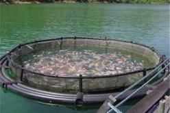 خبراء من كوريا الجنوبية يزورون الجزائر لتقييم التعاون الثنائي في مجال تربية المائيات