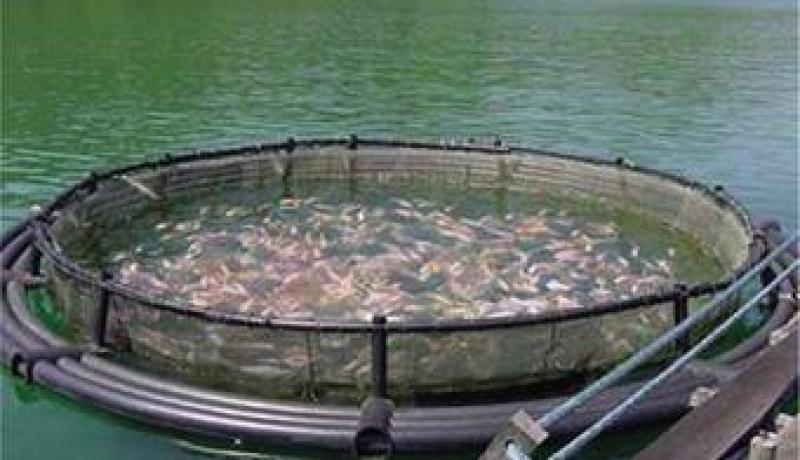 خبراء من كوريا الجنوبية يزورون الجزائر لتقييم التعاون الثنائي في مجال تربية المائيات