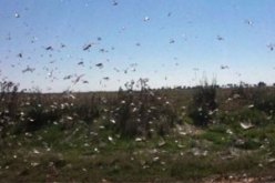 أسراب الجراد تلتهم مزارع المدينة المنورة