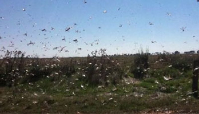 أسراب الجراد تلتهم مزارع المدينة المنورة