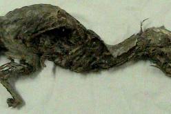 الهيكل العظمي للحيوان الذي عثرعليه بتيسمسيلت ينتمي الى فصيلة الكلبيات القديمة