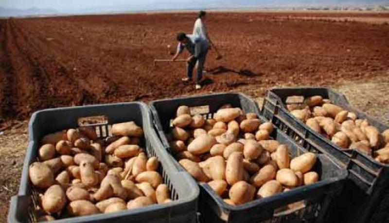 جني أكثر من 900.000 قنطار من البطاطا بالشلف