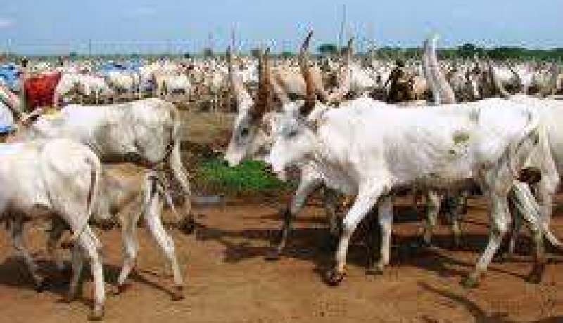 مقتل اكثر من 100 شخص في هجوم لسارقي ماشية في جنوب السودان