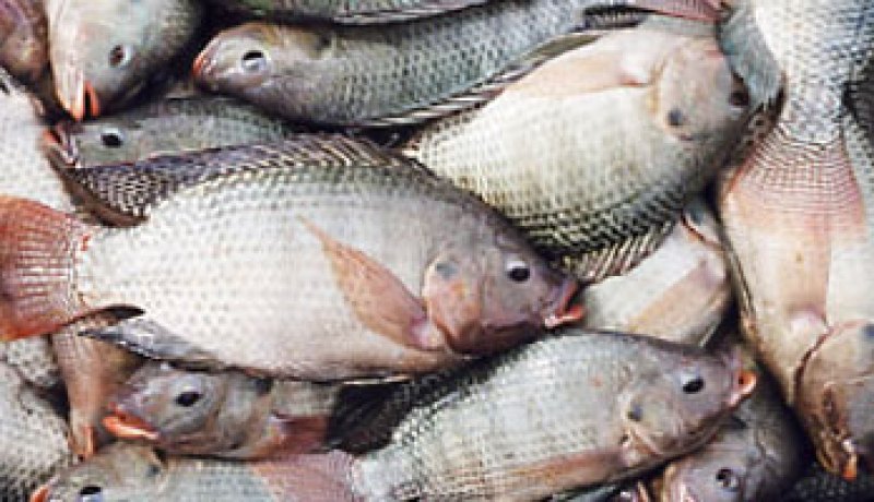 مباحثات بين ليبيا وكوريا الجنوبية فى مجال الزراعة والإنتاج الحيوانى