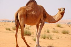 السعودية تعلن إصابة جمل بفيروس كورونا