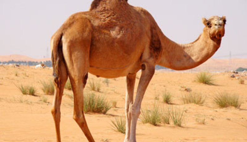 السعودية تعلن إصابة جمل بفيروس كورونا